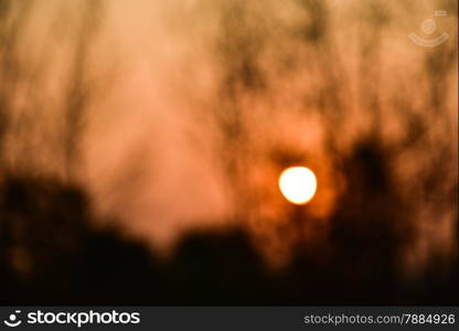 Dead tree in the sunset with a bright orange background