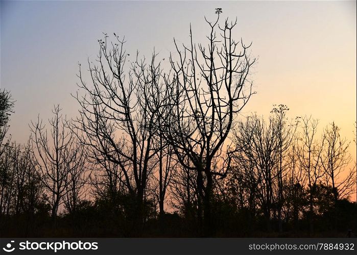 Dead tree in the sunset with a bright orange background