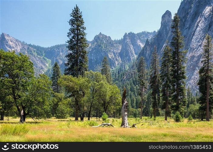 Dead Tree in the Yosemite Landscape