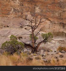 Dead tree on a cliff, Utah, USA