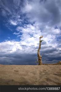 dead tree on blue sky background.Art background for sad, dead, lonely, hopeless, and despair. Lonely death background.