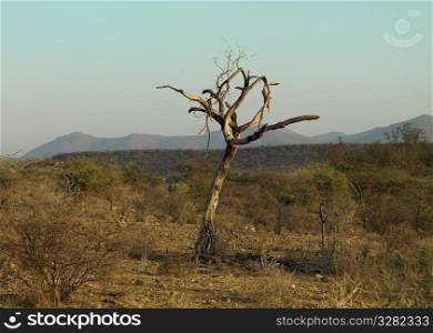 Dead tree on landscape in Kenya Africa