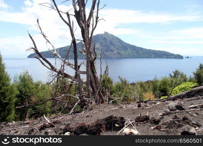 Dead tree on the slope of volcano Krakatau in Indonesia