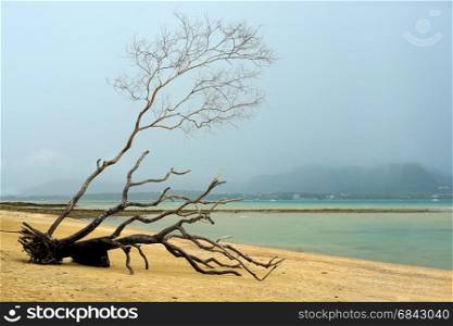 dead tree on tropical beach with beautiful sky background