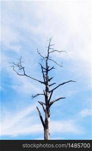 Dead tree under against blue sky with clouds under afternoon sun at Phu Kradueng National park, Loei - Thailand