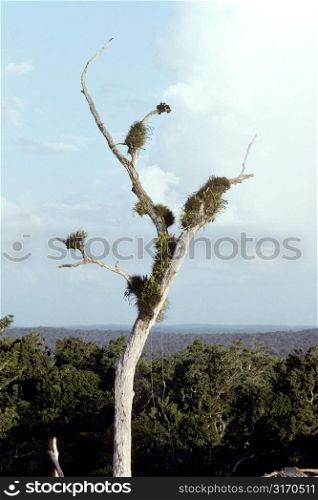 Dead Tree With Birds&acute; Nests