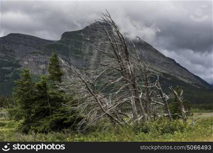 Dead tree with mountain range in the background, Many Glacier, Glacier National Park, Glacier County, Montana, USA