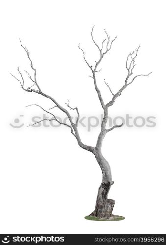 dead tree with trace of fire isolated on white background