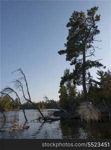 Dead trees in a lake, Kenora, Lake of The Woods, Ontario, Canada