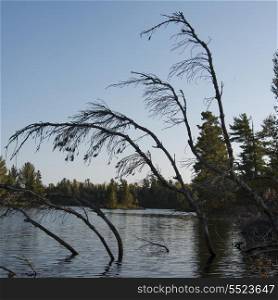 Dead trees in a lake, Kenora, Lake of The Woods, Ontario, Canada