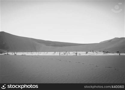 Dead trees in a salt pan in black and white in the Deadvlei, Sossusvlei, Namibia.