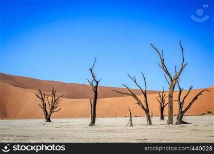 Dead trees in a salt pan in the Deadvlei, Sossusvlei, Namibia.