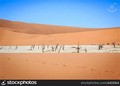 Dead trees in a salt pan in the Deadvlei, Sossusvlei, Namibia.