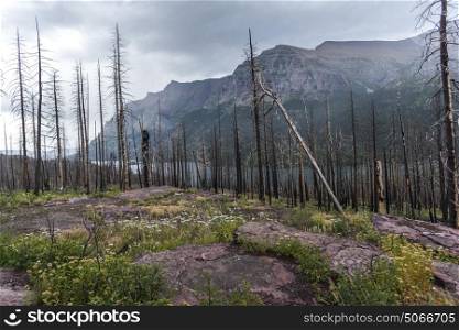 Dead trees in a with mountain range in the background, Going-to-the-Sun Road, Glacier National Park, Glacier County, Montana, USA