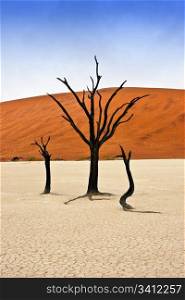 Dead trees in Deadvlei, desert of Namibia