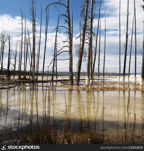 Dead trees in shallow water pool at Yellowstone National Park.