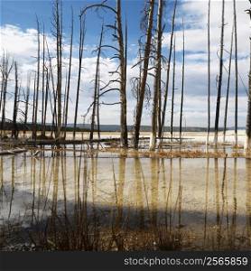 Dead trees in shallow water pool at Yellowstone National Park.