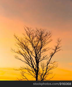 Dead trees in the evening, sunset