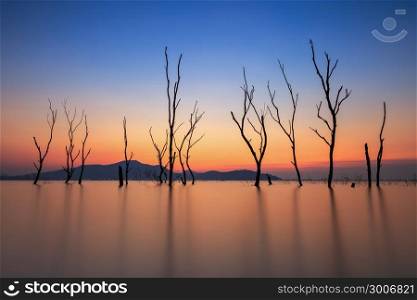 Dead trees in the water, spring at the lake with sunset