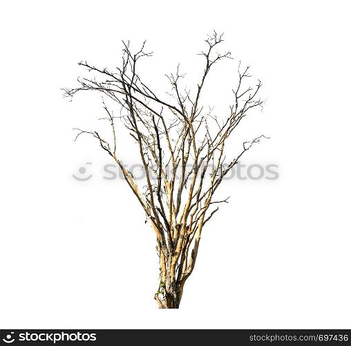 Dead trees isolated on white background, tropical trees isolated used for design, with clipping path