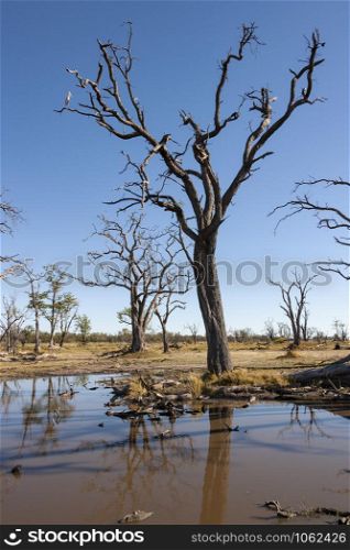 Dead trees near a waterhole in the Savuti region of Botswana, Africa.