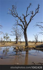 Dead trees near a waterhole in the Savuti region of Botswana, Africa.