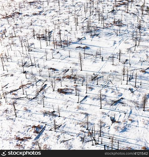 Dead Trees on Snowy Ground