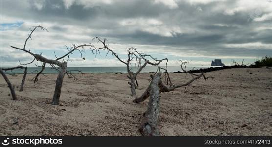 Dead trees on the beach with Kicker Rock in the background, San Cristobal Island, Galapagos Islands, Ecuador