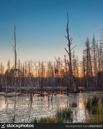 Dead trees sticking out of the swamp