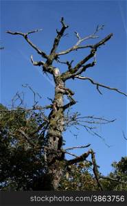 dead trees with woodpecker holes, blue sky in the background