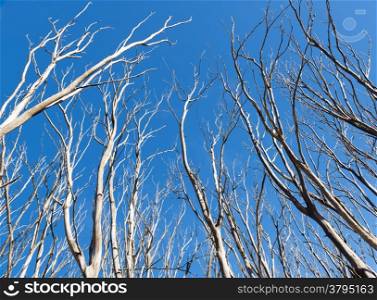 Dead trees without a single leaf after the Black Saturday bushfires in Victoria, Australia