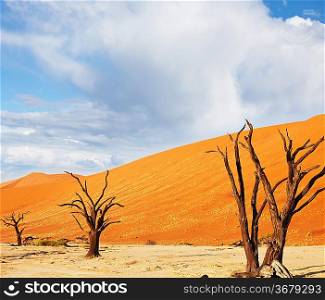 Dead valley in Namibia