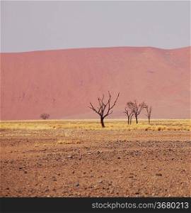 Dead valley in Namibia