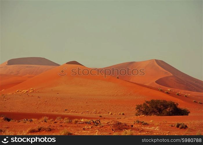 Dead Valley in Namibia