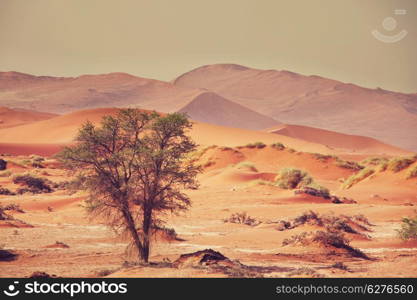 Dead valley in Namibia