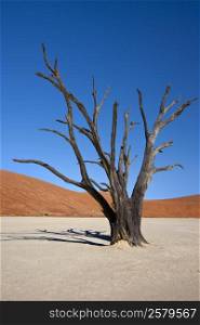 Dead Vlei in the Namib-nuakluft Desert near Sossusvlei in Namibia