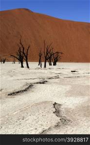 Dead Vlei salt pan in the Namib Desert in Namibia. Dead Vlei is a salt pan located near the more famous salt pan of Sossusvlei