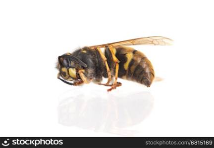 Dead wasp isolated on a white background