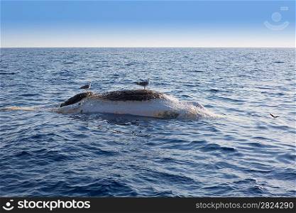 Dead whale upside down floating in ocean sea with seagulls over