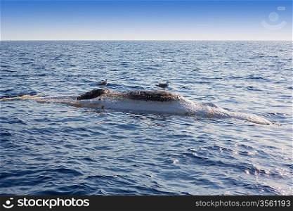 Dead whale upside down floating in ocean sea with seagulls over
