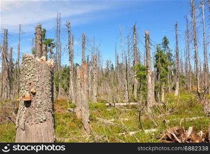 Dead wood in national park Bavarian Forest
