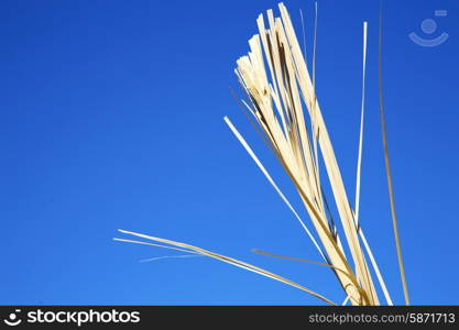 dead wood in the sky morocco africa winter