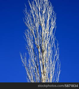 dead wood in the sky morocco africa winter