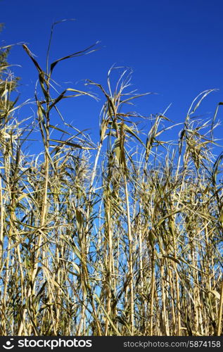 dead wood in the sky morocco africa winter