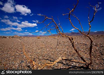 Death Valley National Park California dried branches in desert