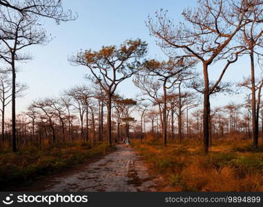 DEC 4, 2020 Loei, Thailand - Tourists walking along nature trail among leafless tree in winter forest. Thailand winter season nature landscape under afternoon sun at Phu Kradueng National park, 