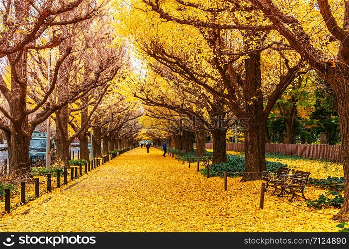 DEC 5, 2018 Tokyo, Japan - Tokyo yellow ginkgo tree tunnel at Jingu gaien avanue in autumn with tourist enjoy scenery. Famous attraction in November and December