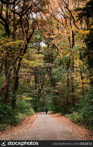 DEC 5, 2019 Tokyo, JAPAN - Asian Tourist walking on small empty peaceful road among big trees in lush green forest at Meiji Jingu Shrine park - Tokyo green space