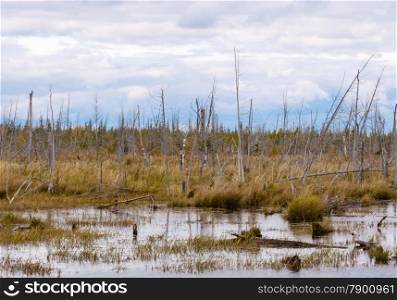 Decayed dry trees in swamp on cloudy sky.