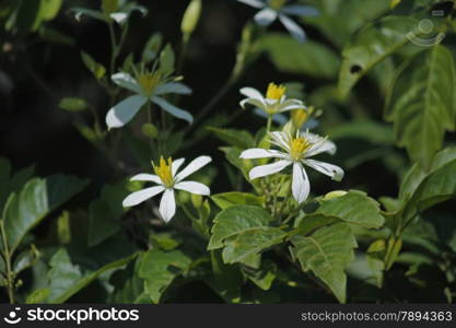 Deccan Clematis is an annual climber. Stems are velvet hairy. Leaves are either simple or trifoliate. Fragrant white flowers